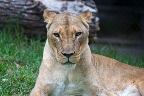 Maned lioness dies after medical procedure