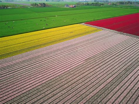 Aerial Drone View of Blooming Tulip Fields in Netherlands Stock Photo ...