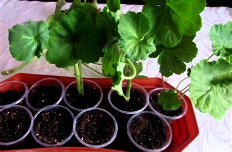 Care geraniums, the content of the temperature change, reproduction ...