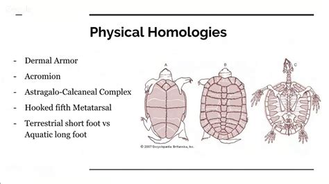 Evolution of the Turtle and the Shell - YouTube