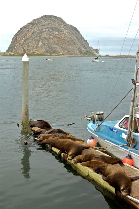 Morro Bay Wildlife Spotlight: California Sea Lions in the Estuary