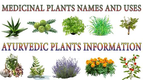 Medicinal Plants And Their Uses | 20 Ayurvedic Plants Names | Medicinal ...