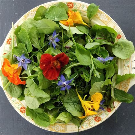 Nasturtiums - 4 Delicious Ways to Use This Edible Flower