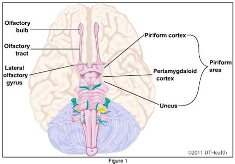 Olfactory Cortex