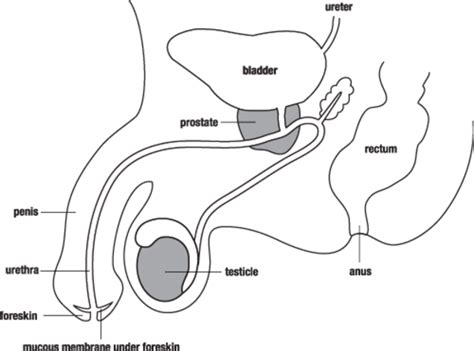 Simple Male Reproductive System Diagram