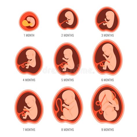 Pregnancy Fetal Foetus Development . Embryonic Month Stage Growth Month ...