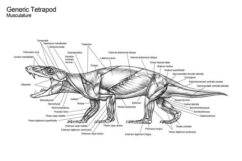 ArtStation - Creature Anatomy 01- Generic Tetrapod