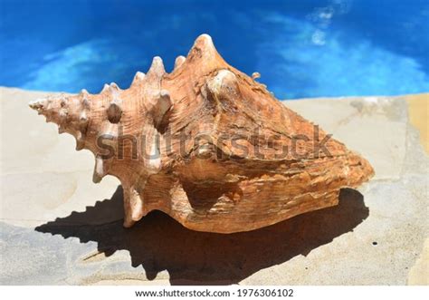 Strombus Alatus Florida Fighting Conch Shell Stock Photo (Edit Now ...