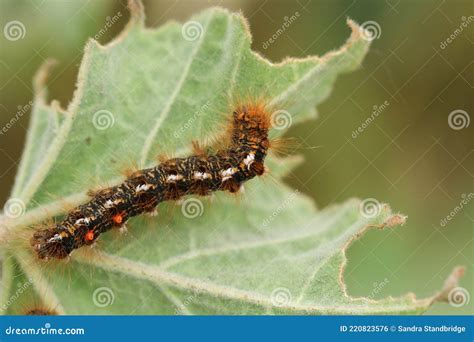 A Brown-tail Moth Caterpillar, Euproctis Chrysorrhoea, Feeding on a Leaf. Stock Photo - Image of ...