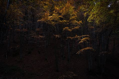 autumn forest | Andriy.8 | Flickr