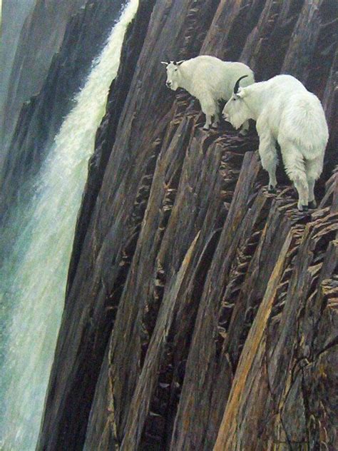 10 Images That Prove Mountain Goats Are Better Rock Climbers Than You And I