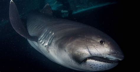 Featured Species: Megamouth Shark – Shark Stewards