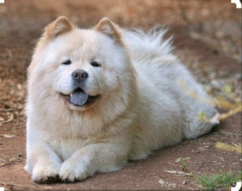 Cream Chow Chow | White chow chow, Chow chow dogs, Cute dogs