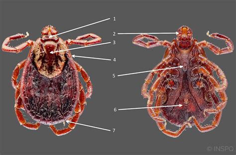 Dermacentor variabilis, or the American dog tick | Institut national de santé publique du Québec