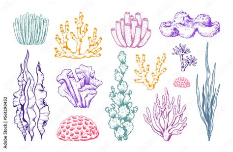 Hand drawn sea coral, ocean plants. Vintage underwater elements ...