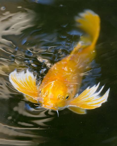 Raising Koi — Koi Story | Koi fish, Koi carp fish, Koi fish pond