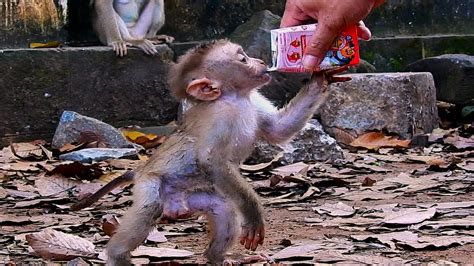 Best reaction moment seeing Leo drinking milk so fast like that, Really funny adorable baby ...