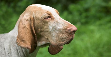 Bloodhound Breed Guide (Lifespan, Size & Characteristics)