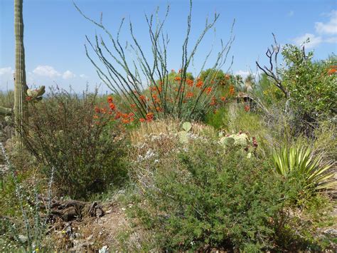 ArtByCarolAnn: Arizona-Sonora Desert Museum