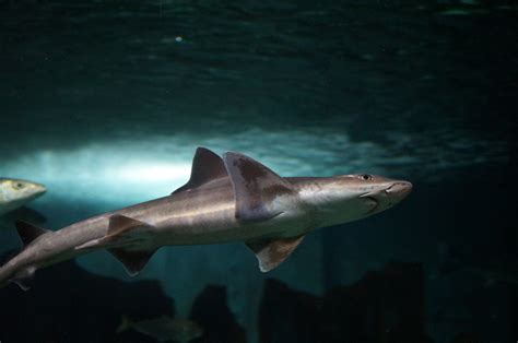 Smooth-Hound Shark | Animals | Discover | Bristol Aquarium