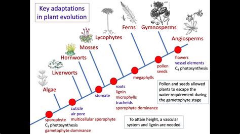 Key steps in the evolution of plants - YouTube