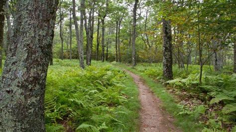 7 Best Hiking Trails In North Carolina: TripHobo