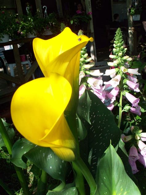 Yellow calla lilies