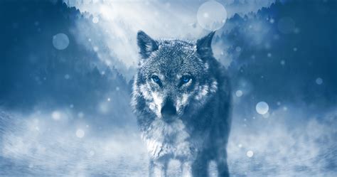 Blue Eyed Wolf, HD Animals, 4k Wallpapers, Images, Backgrounds, Photos and Pictures