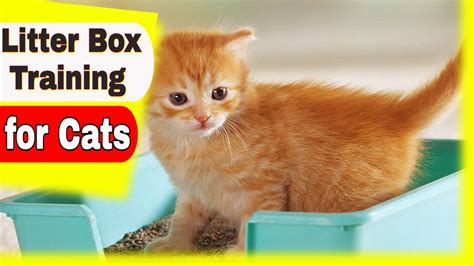 Litter Box Training For Cats - Cats Version - YouTube