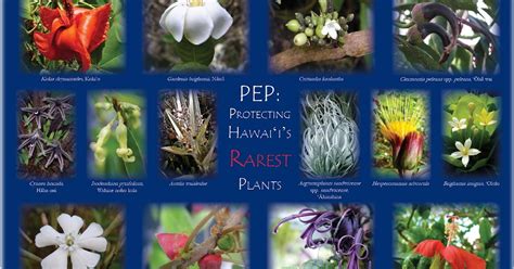 Hawaii Division of Forestry and Wildlife: New Plant Extinction Prevention (PEP) Poster