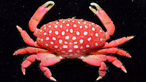 New Crab Species Looks Berry Like A Fruit | Fox News