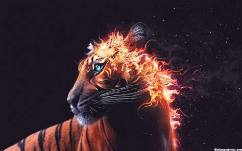 Fire Tiger Wallpapers - Top Free Fire Tiger Backgrounds - WallpaperAccess