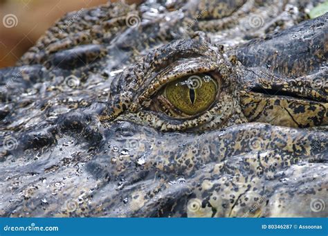 Crocodile eye Close up stock image. Image of head, danger - 80346287