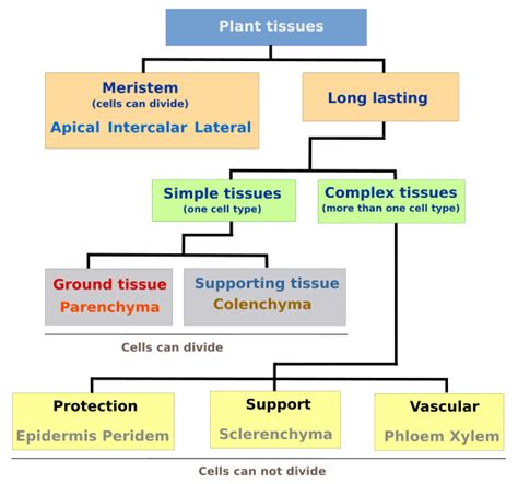 Plant Tissue Classification Chart