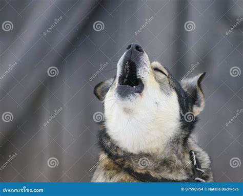 Cute Funny Dog is Howling High and His Face Stock Photo - Image of beautiful, howling: 87598954