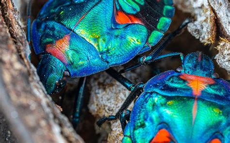 Blog - Top 10 Most Beautiful Insects In The World