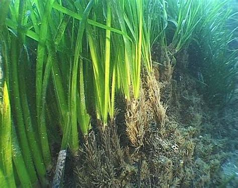 Posidonia oceanica - Alchetron, The Free Social Encyclopedia