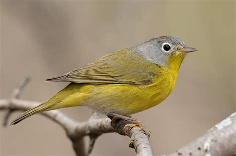 Nashville Warbler – Jeremy Meyer Photography