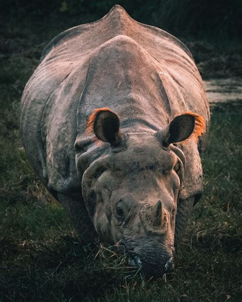 Chitwan National Park: Complete Guide For The Best Safari