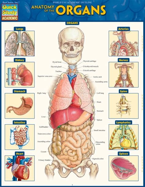 Anatomy of the Organs : Quickstudy Laminated Reference Guide (Poster ...