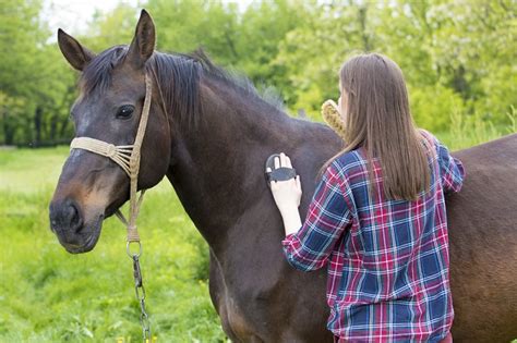 Horse Withers: Anatomy, Care, and Common Issues | Vetericyn