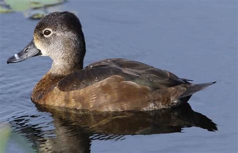 Ring Necked Duck female | Duck, Waterfowl, Birds