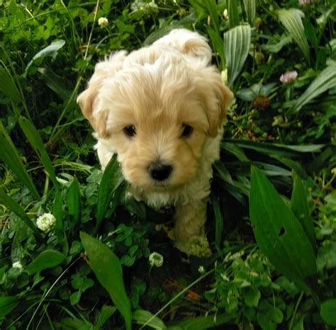 Maltipoo Puppies For Sale | Ooltewah, TN #276624 | Petzlover