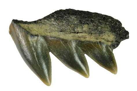 .57" Fossil Cow Shark (Notorynchus) Tooth - Maryland (#164759) For Sale - FossilEra.com