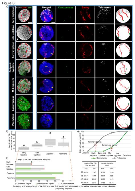 Chromosome arm morphogenesis and pairing of different chromosomal... | Download Scientific Diagram