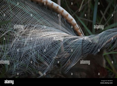 Superb Lyrebird (Menura novaehollandiae) male tail feathers during ...