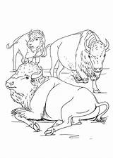 Coloring Page American bison  Free Printables Img 9920 sketch template