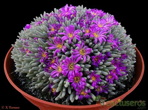 Delosperma sphalmanthoides Cactus Flowers, Rare Flowers, Cacti And Succulents, Planting ...