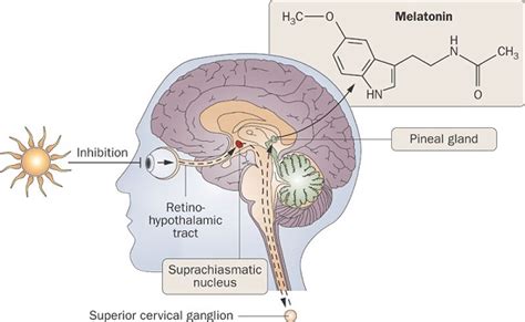 Know About Pineal Gland and Diagnosis of Disorders Related to It