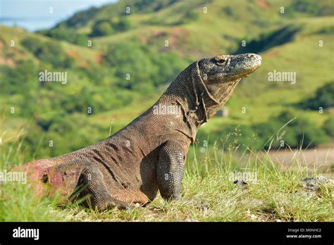 Komodo dragon ( Varanus komodoensis ) in natural habitat. Biggest living lizard in the world ...